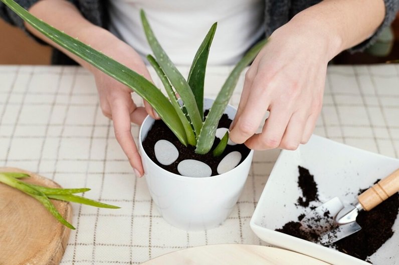 How to Use Snake Plants in Home Décor