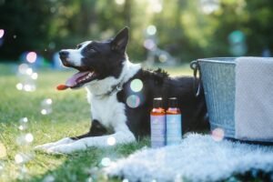 Coat Care for Your Four-Legged Friend