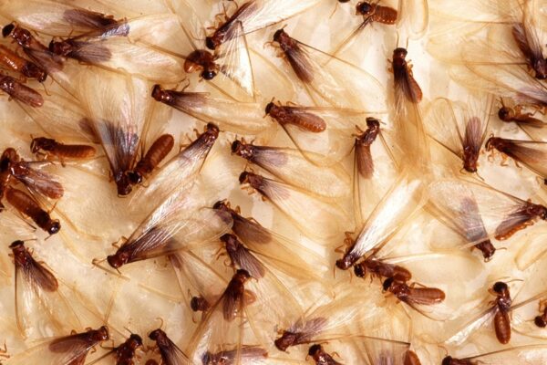 Call a Pro: Why You Should Not Treat Termites Yourself