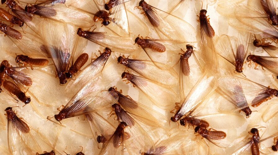 Call a Pro: Why You Should Not Treat Termites Yourself