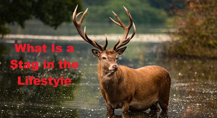 What Is a Stag in the Lifestyle? Meaning, Rules, Benefits & Relationship Guide